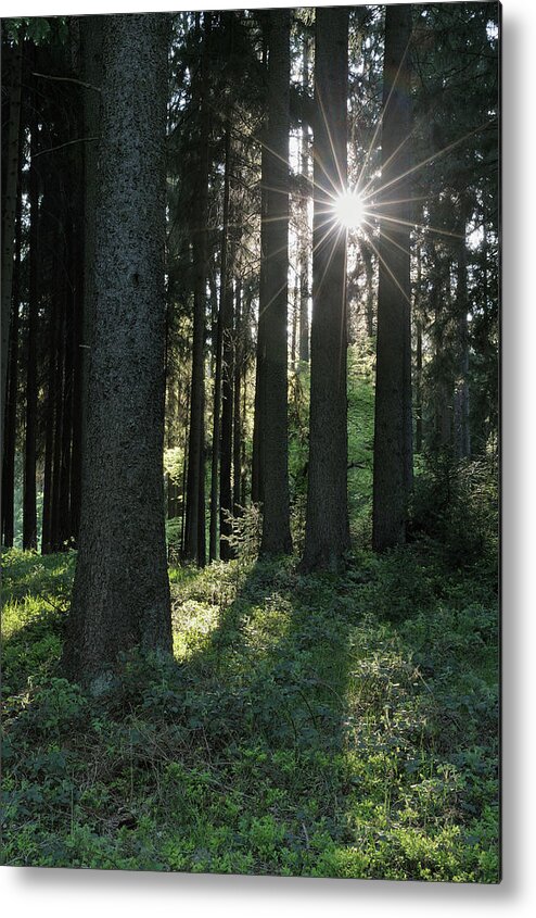 Scenics Metal Print featuring the photograph Sunbeams In Forest by Martin Ruegner
