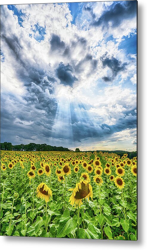 Sunflower Metal Print featuring the photograph Sunflower Field by Brad Bellisle