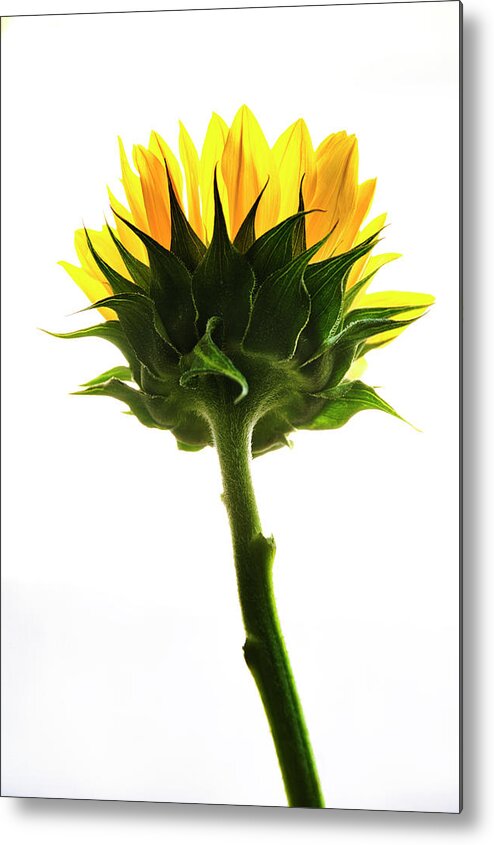 Sunflower Metal Print featuring the photograph Sunflower Reaching by John Hansen