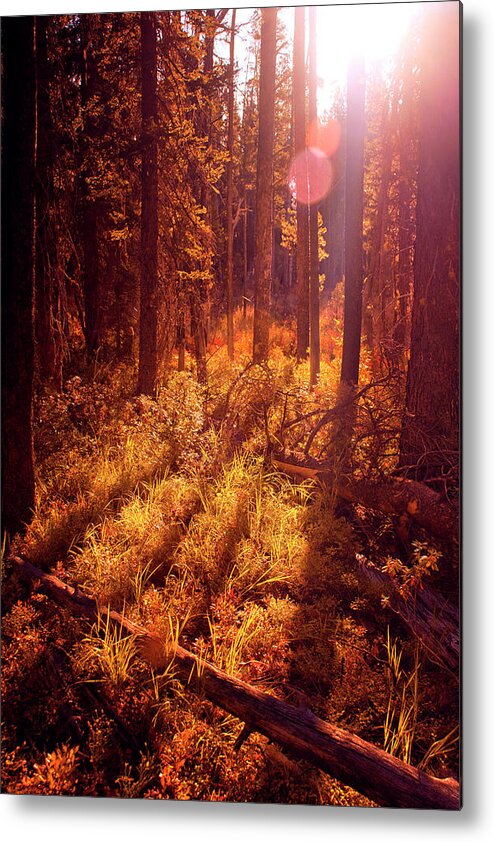 Tranquility Metal Print featuring the photograph Sunny Forest Morning by Anna Gorin