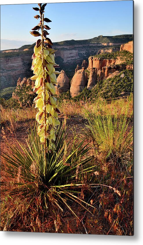 Colorado National Monument Metal Print featuring the photograph Sunrise on Blooming Yucca above Coke Ovens by Ray Mathis