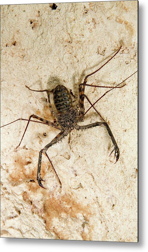 Africa Metal Print featuring the photograph Tailless Whip Scorpion by Ivan Kuzmin
