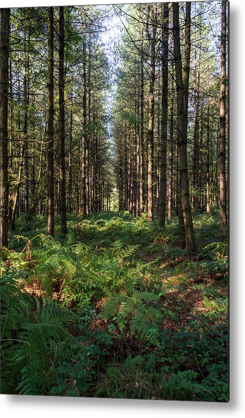 Ancient Metal Print featuring the photograph Tall trees in Sherwood Forest by Scott Lyons