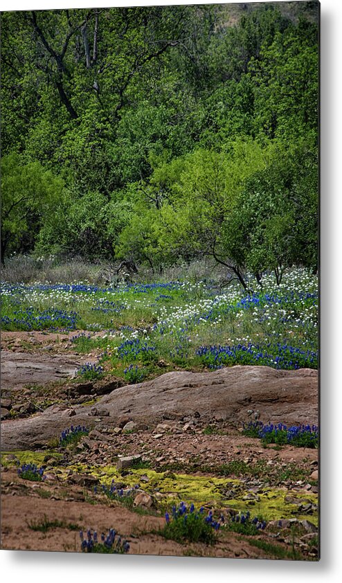 Wild Flowers Metal Print featuring the photograph Texas Bloom by Jolynn Reed