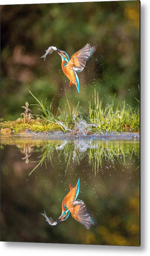 Kingfisher Metal Print featuring the photograph The Diving Common Kingfisher, Alcedo Atthis by Petr Simon
