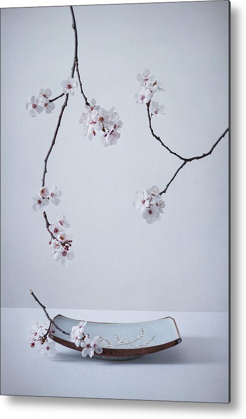 Cherry Metal Print featuring the photograph The First Cherry Blossom by Inna Karpova