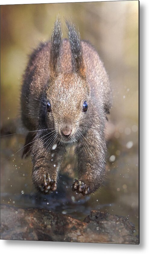 Squirrel Metal Print featuring the photograph The Jump Of The Squirrel by Alberto Ghizzi Panizza