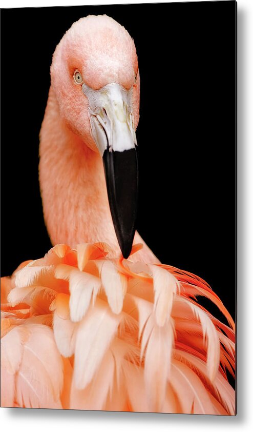 Pink Flamingo Metal Print featuring the photograph The Magnificent Pink Flamingo - Bird Portrait by Jason Politte