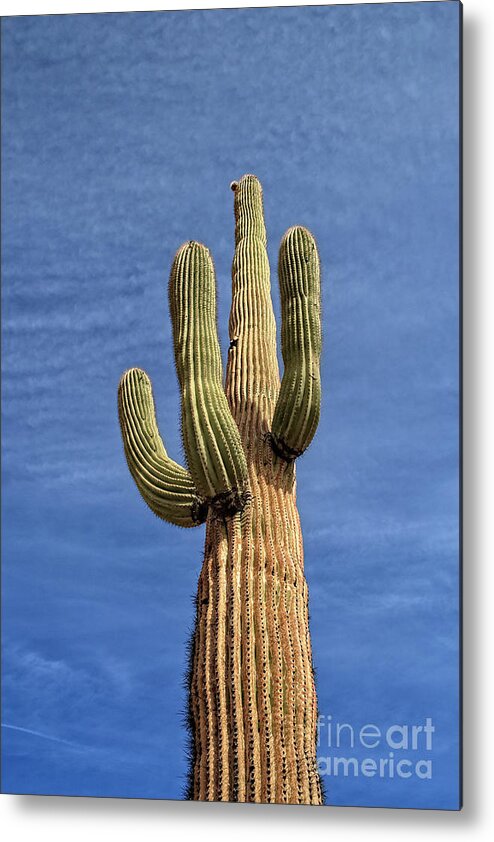 Arizona Metal Print featuring the photograph The Mighty One by Robert Bales