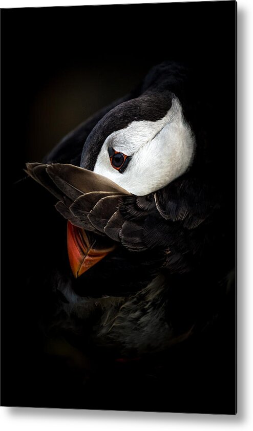 Puffin Metal Print featuring the photograph The Shy Puffin by Csaba Tokolyi