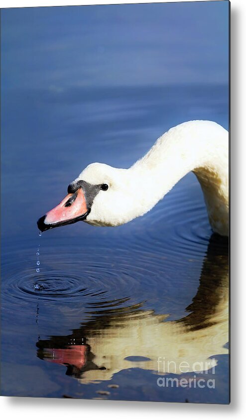 Swan Metal Print featuring the photograph Thirsty Swan by Terri Waters