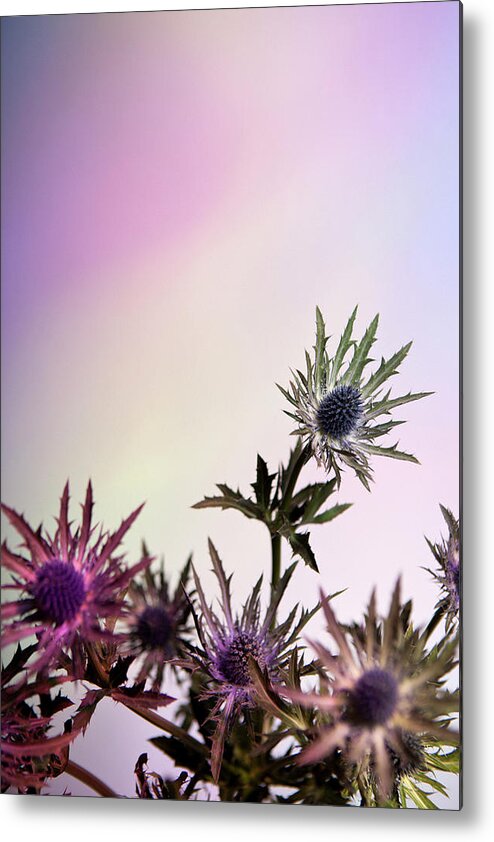 Purple Metal Print featuring the photograph Thistle Flowers Against A Pastel by Halfdark