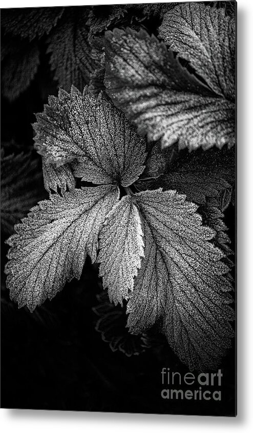 Botanical Metal Print featuring the photograph Thoughts of Winter by Venetta Archer