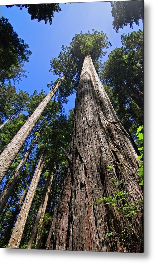 Redwood Metal Print featuring the photograph Towering Redwoods by Paul Rebmann