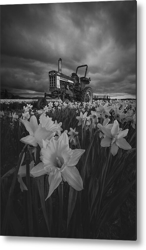 Tractor Metal Print featuring the photograph Tractor In Daffodils by Lydia Jacobs