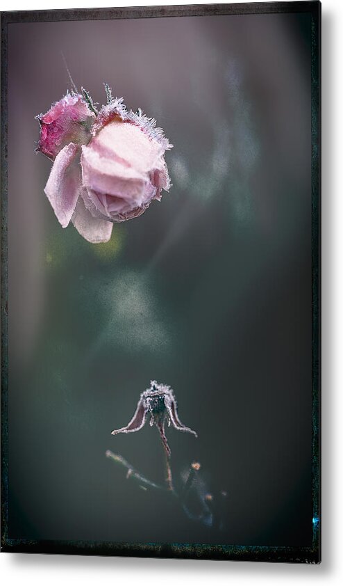Frost
Rose
 Pink
Dreamy
Artistiv
 Impressionistic
Soft
 Dreamlike
Vision Metal Print featuring the photograph Transience by Katarina Holmstrm