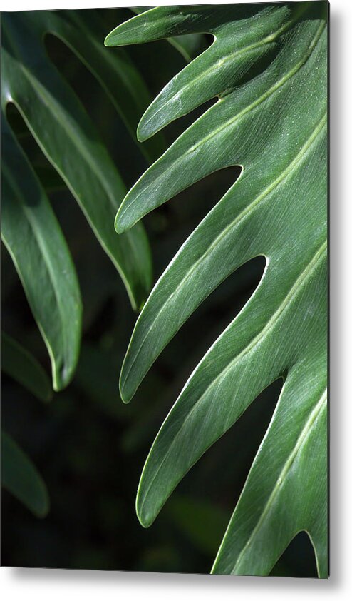 Tropical Leaves Metal Print featuring the photograph Tropical Leaves on Black by Brooke T Ryan