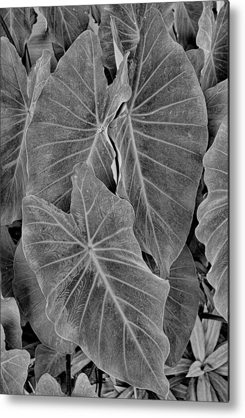 Tropical Metal Print featuring the photograph Tropical Plantation Maui Study 18 by Robert Meyers-Lussier