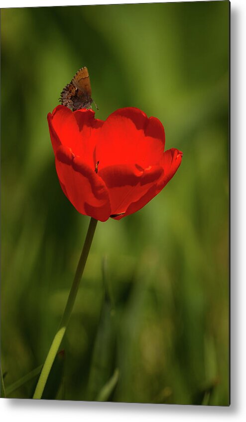 Farm Metal Print featuring the photograph Tulip and Skipper by Jeff Phillippi