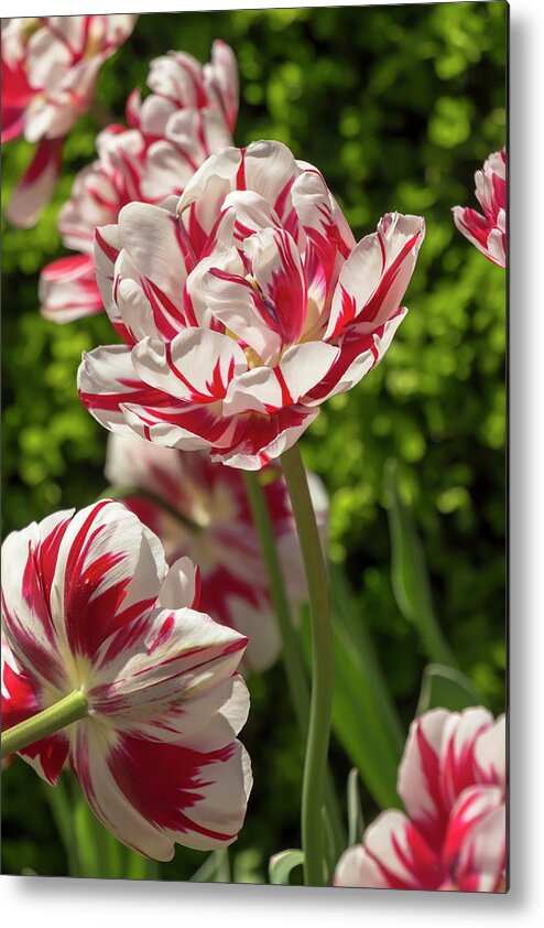 Tulip Metal Print featuring the photograph Tulip Carnival de Nice by Dawn Cavalieri