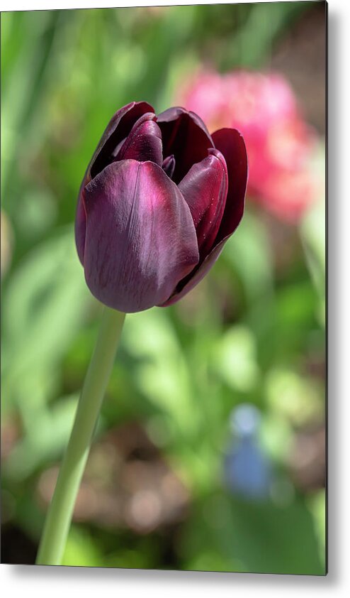 Flower Metal Print featuring the photograph Tulip Queen of the Night by Dawn Cavalieri