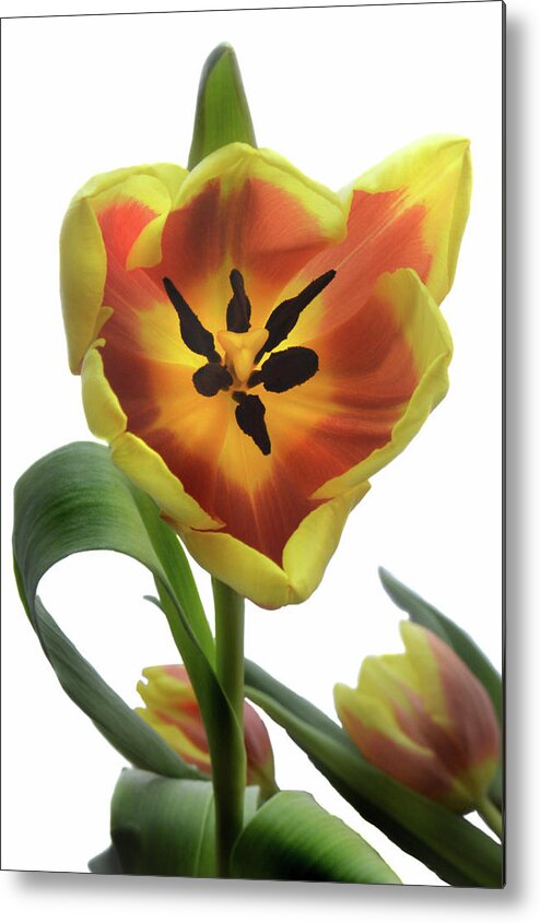 Tulips Metal Print featuring the photograph Tulip Time by Terence Davis