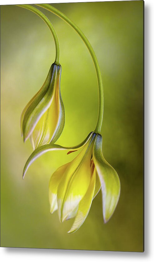 Bokeh Metal Print featuring the photograph Tulipa by Mandy Disher