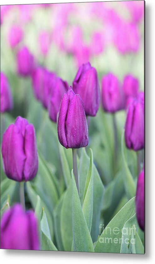 Tulip Purple Prince Metal Print featuring the photograph Tulipa Purple Prince by Tim Gainey