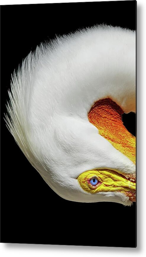 White Pelican Metal Print featuring the photograph Turn by Stoney Lawrentz