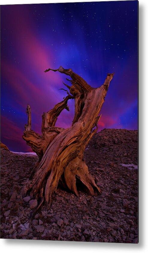 California Metal Print featuring the photograph Twisted And Ancient by Miles Morgan