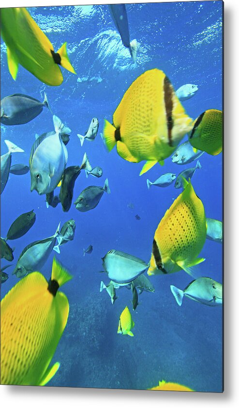 Underwater Metal Print featuring the photograph Unicorn Fish by Chris Stankis