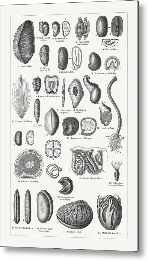 Nut Metal Print featuring the digital art Various Forms Of Plant Seeds, Wood by Zu 09