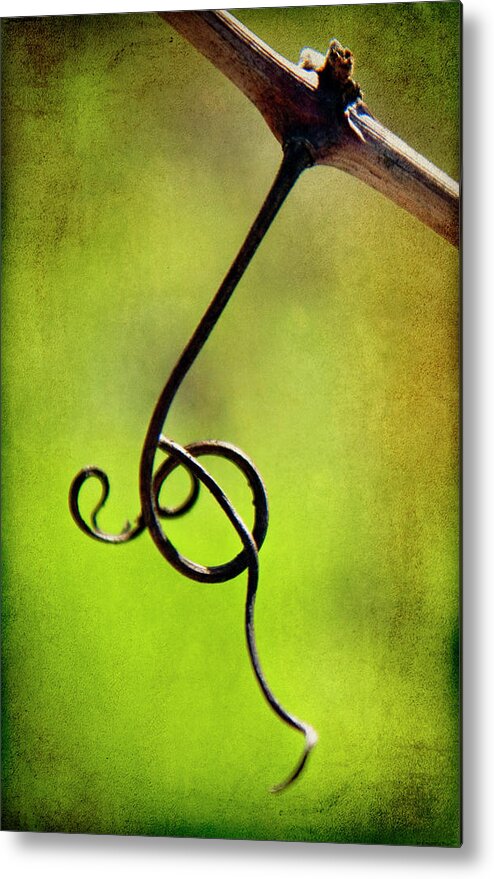 Photography Metal Print featuring the photograph Vine Curl 1 by Jessica Rogers