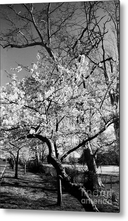 Cherry Blossoms Metal Print featuring the photograph Washington Springtime No.1 by Steve Ember