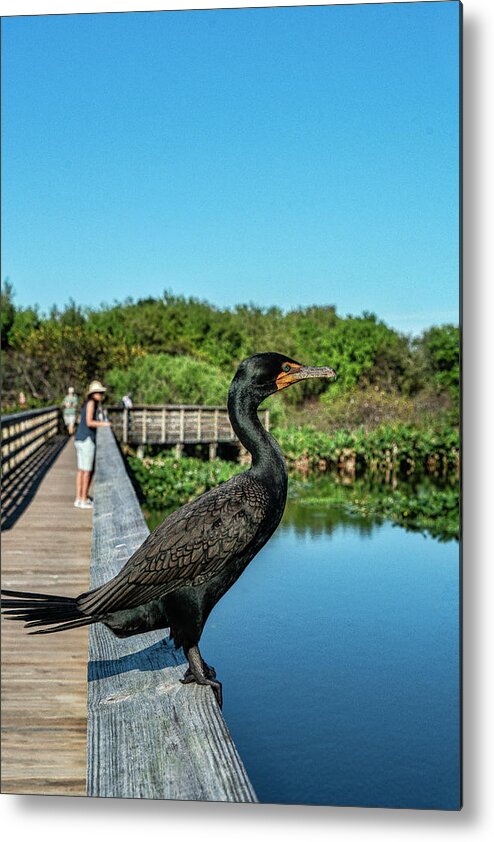 Estock Metal Print featuring the digital art Wetlands, Delray Beach, Florida by Laura Zeid
