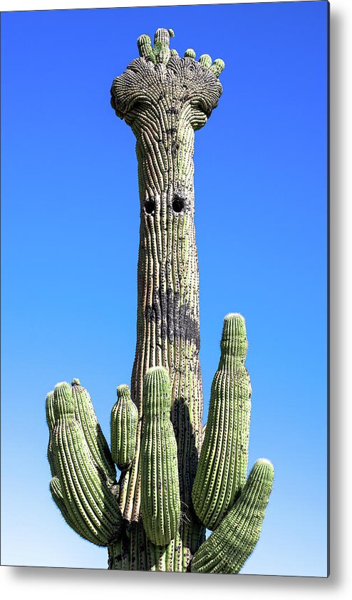 Saguaro Metal Print featuring the photograph What Do You See by Melisa Elliott