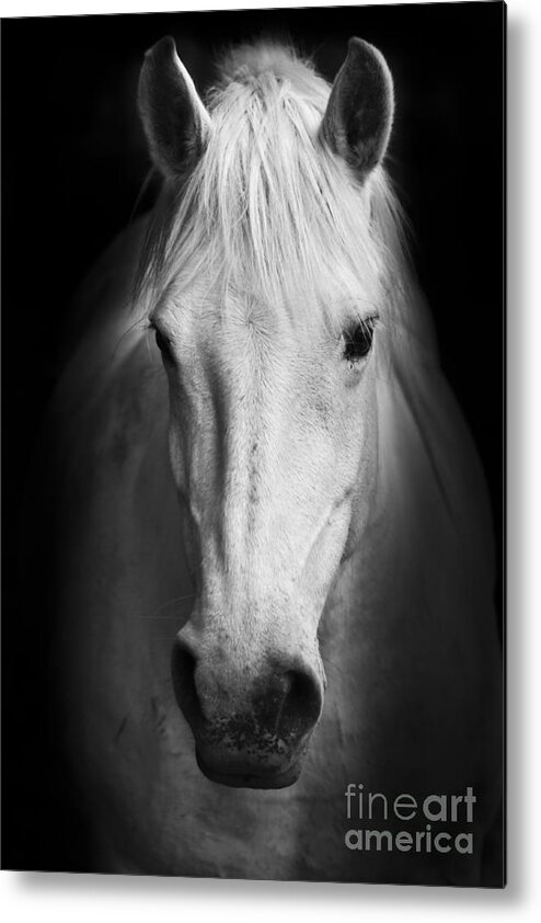 Equestrian Metal Print featuring the photograph White Horses Black And White Art by Matej Kastelic