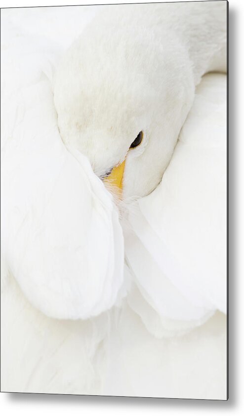 Hokkaido Metal Print featuring the photograph Whooper Swan Wrapped In Wing by Pixelchrome Inc