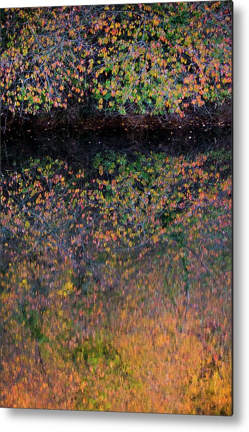 Wild Cherry Metal Print featuring the photograph Wild Cherry tree in the Fall, golden reflections on the river by Anita Nicholson