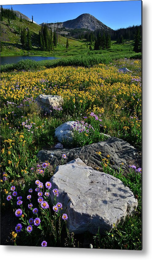 Snowy Range Mountains Metal Print featuring the photograph Wildflowers Bloom in Snowy Range by Ray Mathis