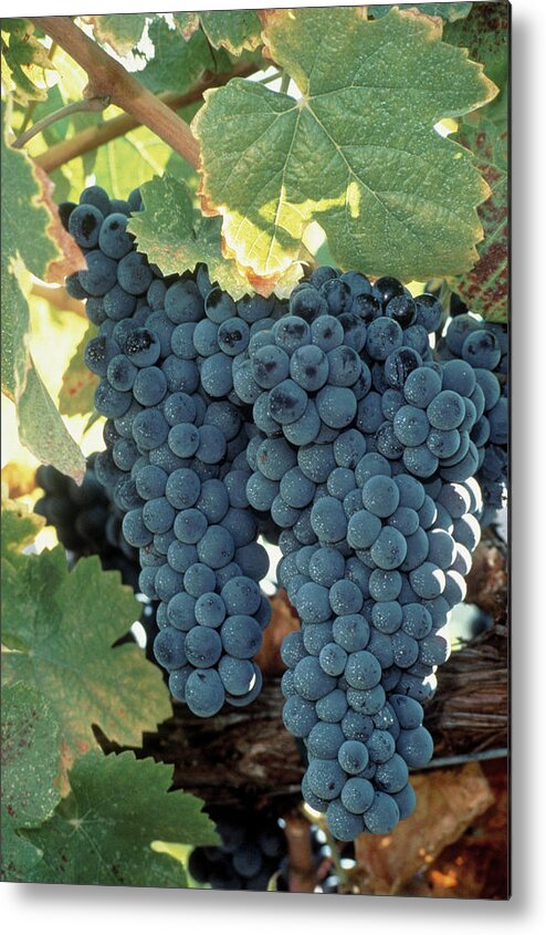 Purple Metal Print featuring the photograph Wine Grapes, Vineyard, Ca by Mark Gibson
