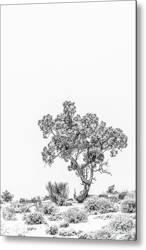 Tree Metal Print featuring the photograph Winter Bonsai by Melissa Lipton