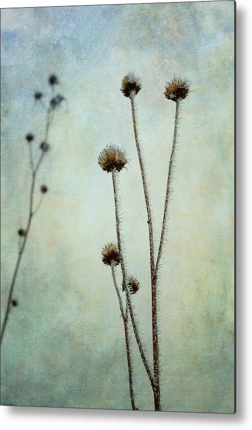 Scenic Metal Print featuring the photograph Winter Frost by Mary Lee Dereske