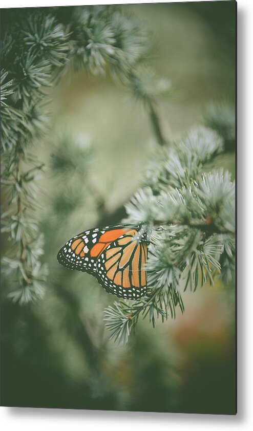 Pine Metal Print featuring the photograph Winter Monarch by Michelle Wermuth