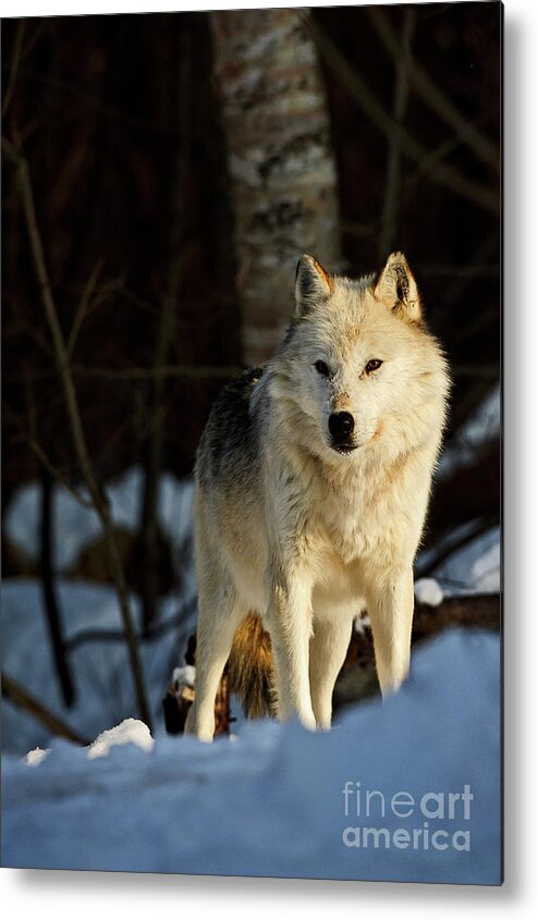 Gray Wolf Metal Print featuring the photograph Winter Wolf on Watch by Mark Graf