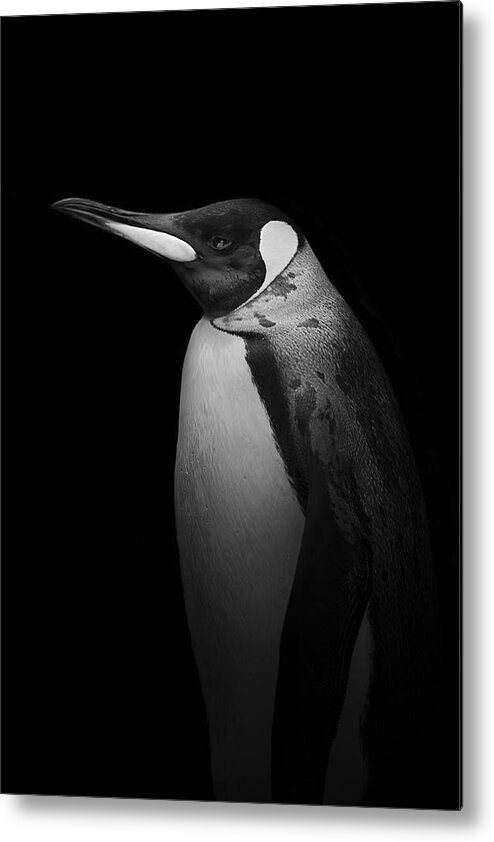 Penguin Metal Print featuring the photograph With Tears by Alex Zhao