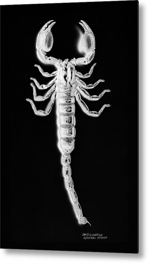 Risk Metal Print featuring the photograph X-ray Of African Sand Scorpion by Peter Dazeley