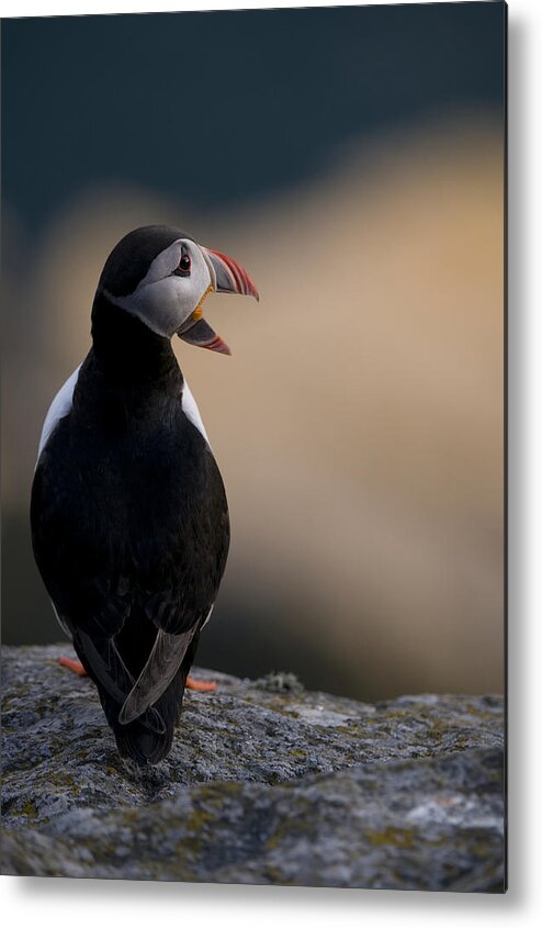 Puffin Metal Print featuring the photograph Yawn! by Olof Petterson