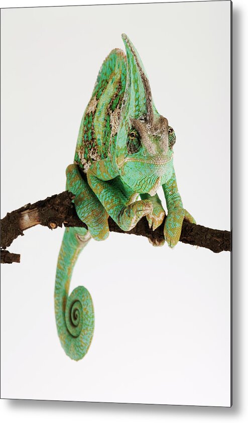 White Background Metal Print featuring the photograph Yemen Chameleon Sitting On Branch by Martin Harvey