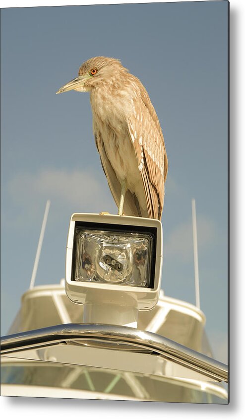 Heron Metal Print featuring the photograph Young Black-crowned night heron by David Shuler